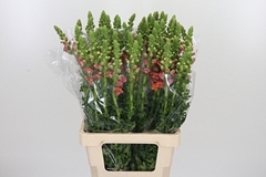 Antir Potomac D Oran 70cm