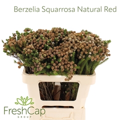 Berz Squarrosa 50cm