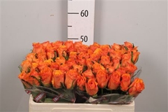 R Gr Tycoon 50cm