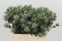 Eryng Sirius Questar 40cm