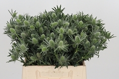 Eryng Sirius Questar 40cm