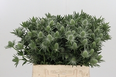 Eryng Sirius Questar 40cm
