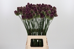 Allium Sphaerocephal 75cm