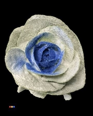 Brassica Marshmallow Blue