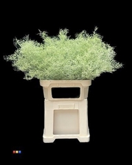 Limonium Mint