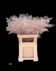 Limonium Champagne
