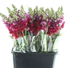 Antir Potomac Red 60cm