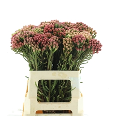 Brunia Laevis 60cm