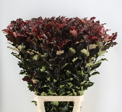 Phot Mag Volcano 120cm