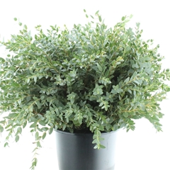 Euca Cinerea P Bunch 55cm 200gram
