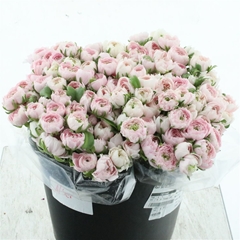 Ran Su Hanoi 35cm 30gram
