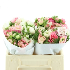 Anem Co Levan Rosa 35cm