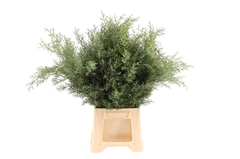 Cupres Ar Glauca Bs 50cm