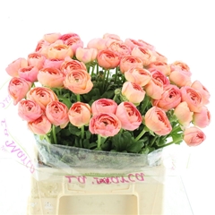Ran Su Fragolino 40cm 50gram
