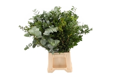 Euc Mixed Per Bunch 70cm 200gram
