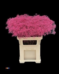 Gyps Million Star Cerise