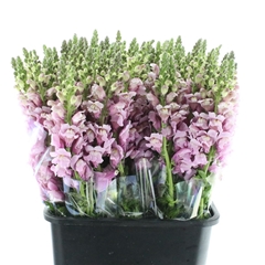 Antir Opus Lavender 60cm