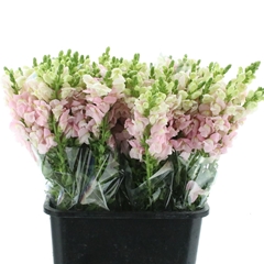 Antir Opus Pink 60cm