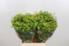 Bupleurum Rotundifol 50cm