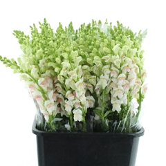 Antir Opus Appleblos 60cm