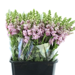 Antir Opus Lavender 65cm