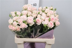 R Tr Rlm Fatal Attra 60cm 45+