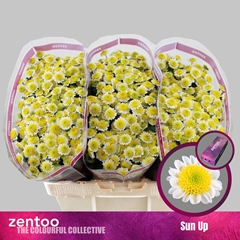 Chr San Sun Up 55cm 130g