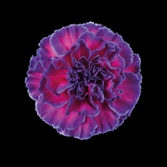 Dianthus St Expression