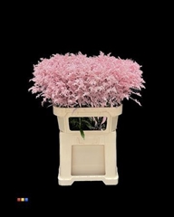 Solidago Light Pink 80cm