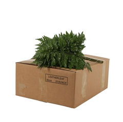Leatherleaf 40cm
