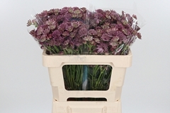 Astr Roma 50cm 33