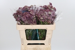 Astr Roma 50cm 33