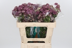 Astr Roma 50cm 33