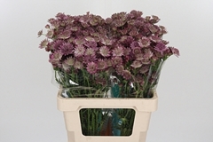 Astr Roma 60cm 33