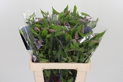 Clematis Amazing London 60cm 4