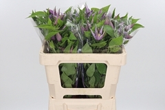 Clematis Amazing London 50cm 4