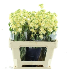 Matth Iron Yellow 70cm 23