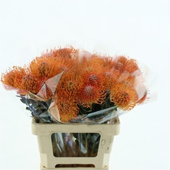 Leuco Ayoba Sun 60cm