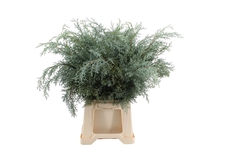 Cupres Ar Glauca Bs 50cm