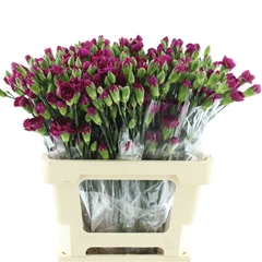 Di Tr Purple Spectro 65cm 23