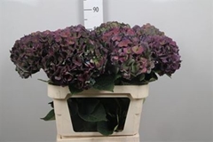 Hydr M Roy Crown Cl 80cm