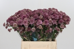 Astr Roma 40cm 33