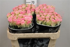 R Gr Lovely Jewel 70cm