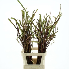 Salix Sekka Bandwilg 120cm