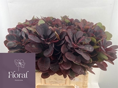 Coti C Royal Purple
