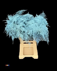 Asp Colortreated 65cm