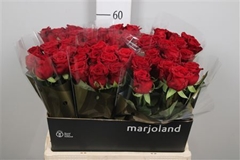 R Gr Red Naomi! 60cm