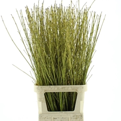 Cornus S Flaviramea 120cm