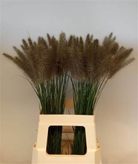 Pennisetum Other 75cm