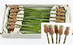 Ananas Kleinvruchtig 50cm